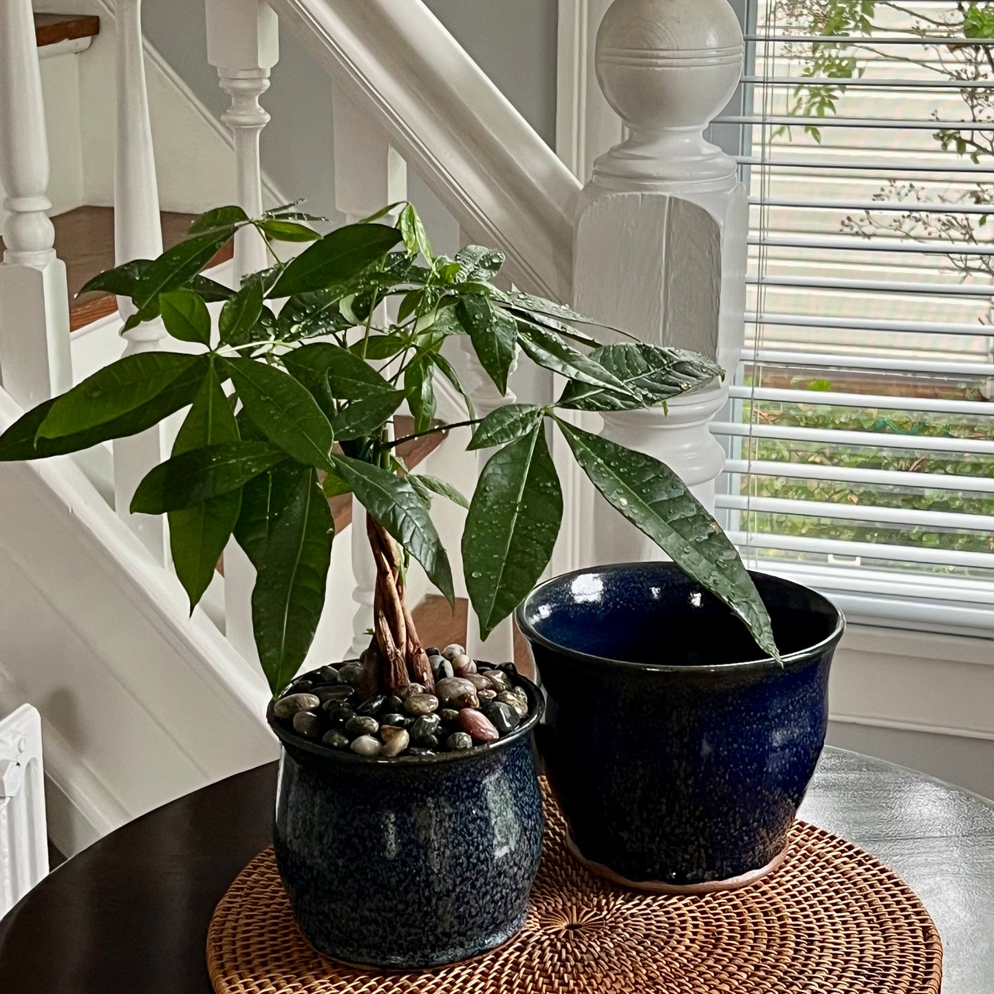Large orchid pot in its traditional shape. The finish is double glazed in a rich blue and oribe green that leaves a speckled green effect. Image of money tree in pot next to large orchid opt.
