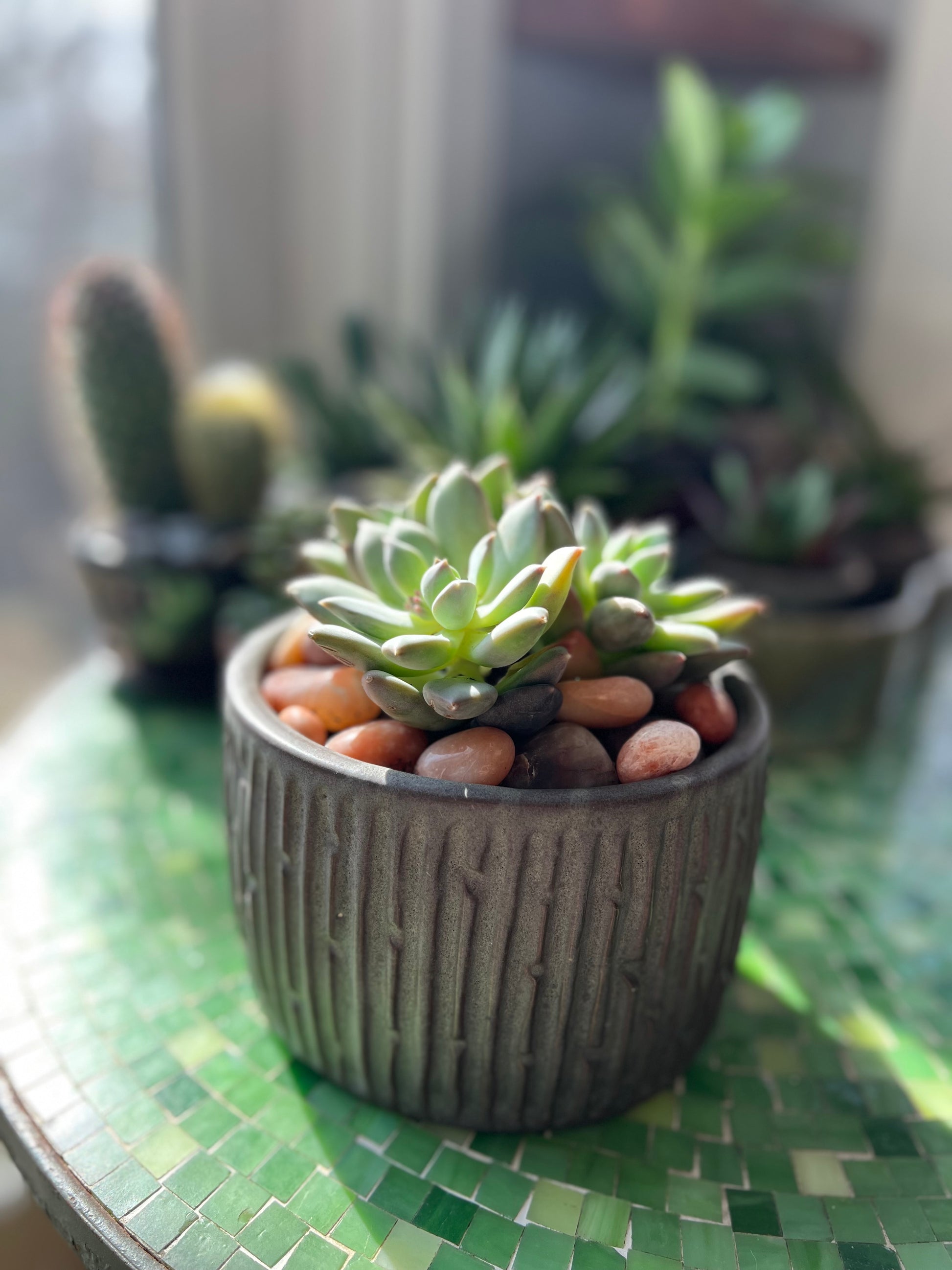 Charcoal oval-shaped, carved planter, ideal for growing herbs for the kitchen. Image of succulent in planter.